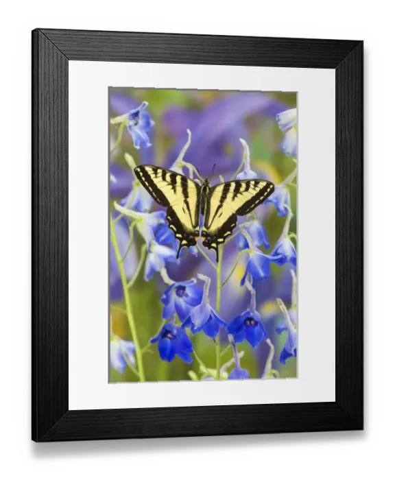 Framed Print : Male Western Tiger Swallowtail Butterfly, Papilio rutulus Framed Print : Male Western Tiger Swallowtail Butterfly, Papilio rutulus