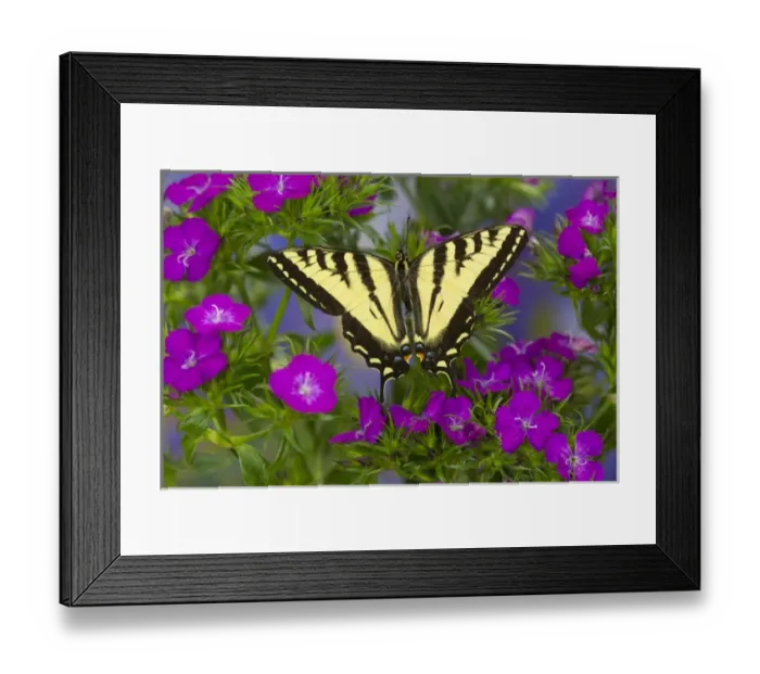 Framed Print : Male Western Tiger Swallowtail Butterfly, Papilio rutulus