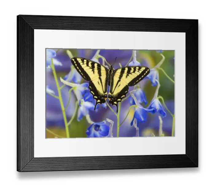Framed Print : Male Western Tiger Swallowtail Butterfly, Papilio rutulus Framed Print : Male Western Tiger Swallowtail Butterfly, Papilio rutulus