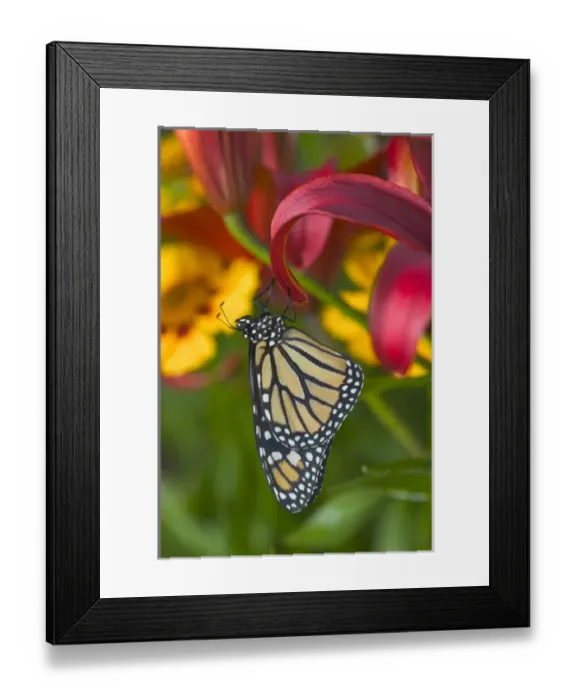 Framed Print : Monarch Butterfly, Danaus plexippus Framed Print : Monarch Butterfly, Danaus plexippus