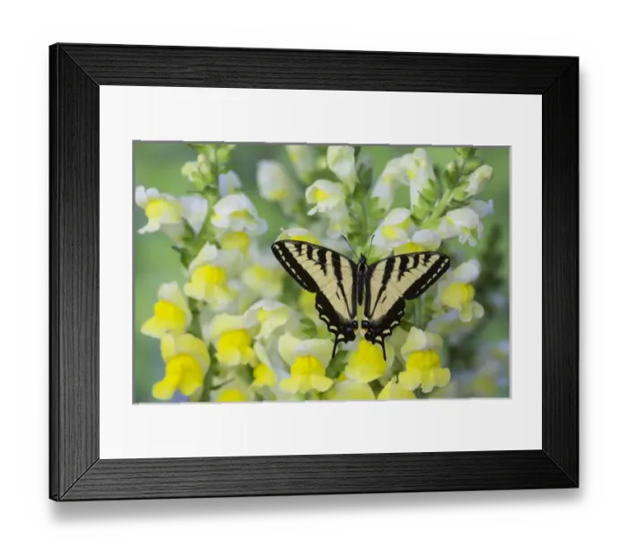 Framed Print : Male Western Tiger Swallowtail Butterfly, Papilio rutulus Framed Print : Male Western Tiger Swallowtail Butterfly, Papilio rutulus