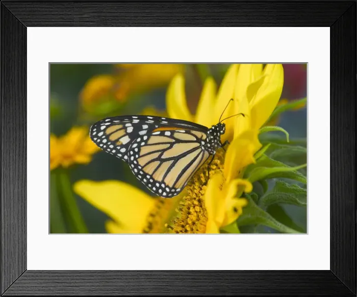 Framed Print : Monarch Butterfly, Danaus plexippus Framed Print : Monarch Butterfly, Danaus plexippus