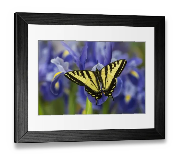 Framed Print : Male Western Tiger Swallowtail Butterfly, Papilio rutulus Framed Print : Male Western Tiger Swallowtail Butterfly, Papilio rutulus