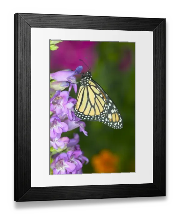 Framed Print : Monarch Butterfly, Danaus plexippus