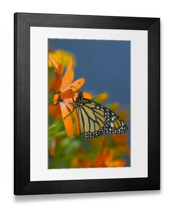 Framed Print : Monarch Butterfly, Danaus plexippus Framed Print : Monarch Butterfly, Danaus plexippus