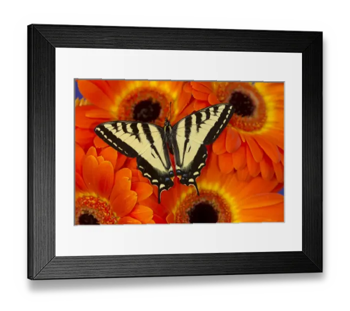 Framed Print : Male Western Tiger Swallowtail Butterfly, Papilio rutulus