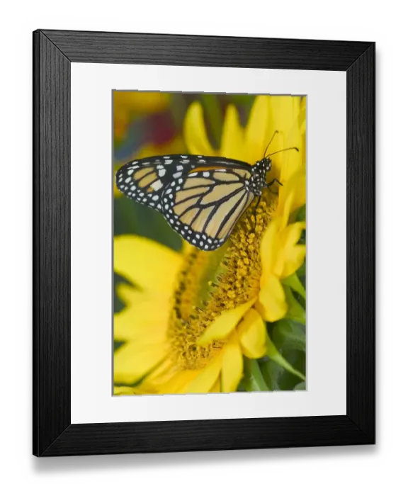 Framed Print : Monarch Butterfly, Danaus plexippus