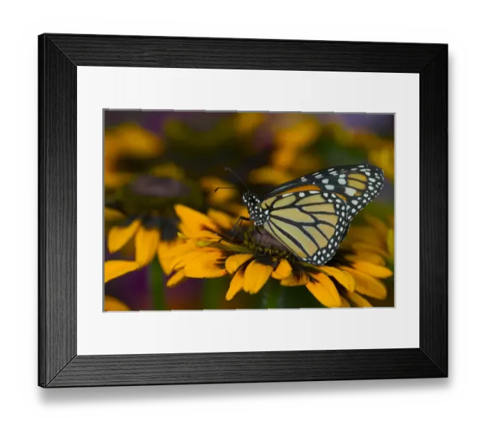 Framed Print : Monarch Butterfly, Danaus plexippus Framed Print : Monarch Butterfly, Danaus plexippus