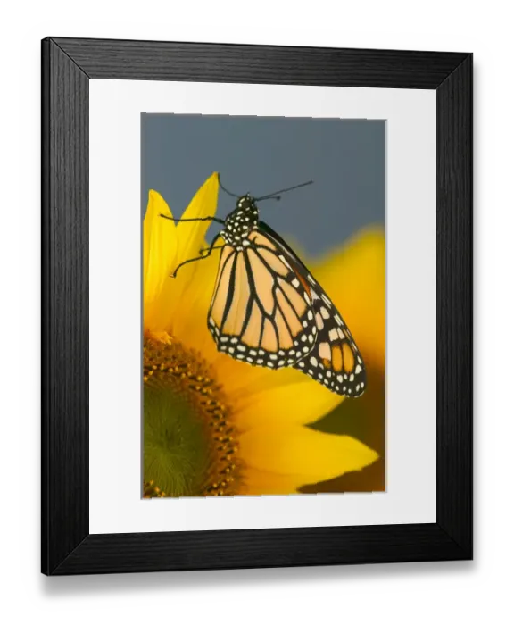 Framed Print : Monarch Butterfly, Danaus plexippus