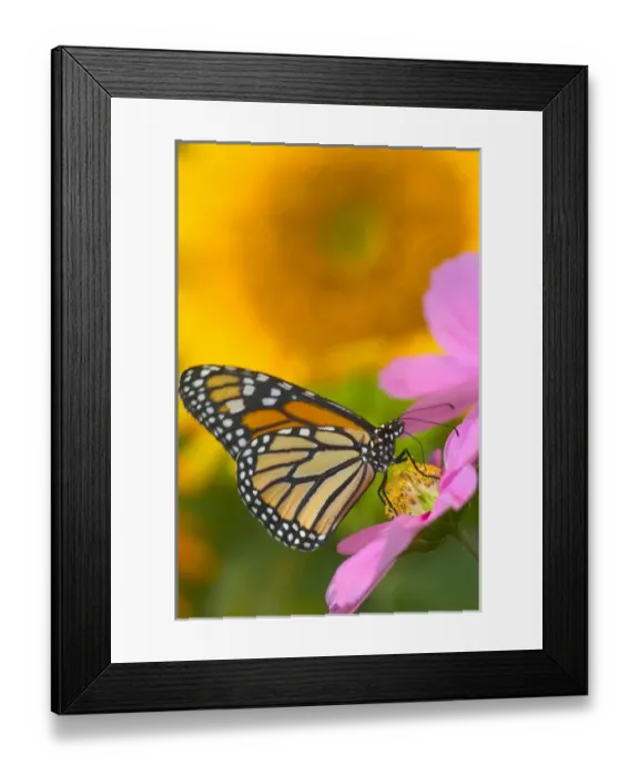 Framed Print : Monarch Butterfly, Danaus plexippus Framed Print : Monarch Butterfly, Danaus plexippus