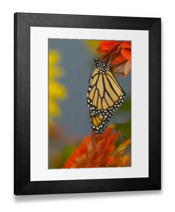 Framed Print : Monarch Butterfly, Danaus plexippus Framed Print : Monarch Butterfly, Danaus plexippus