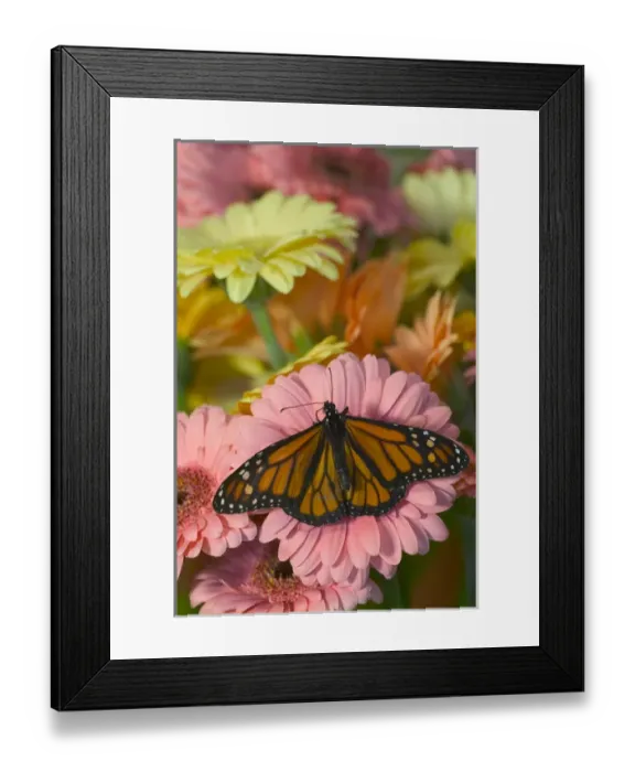 Framed Print : Monarch Butterfly, Danaus plexippus Framed Print : Monarch Butterfly, Danaus plexippus