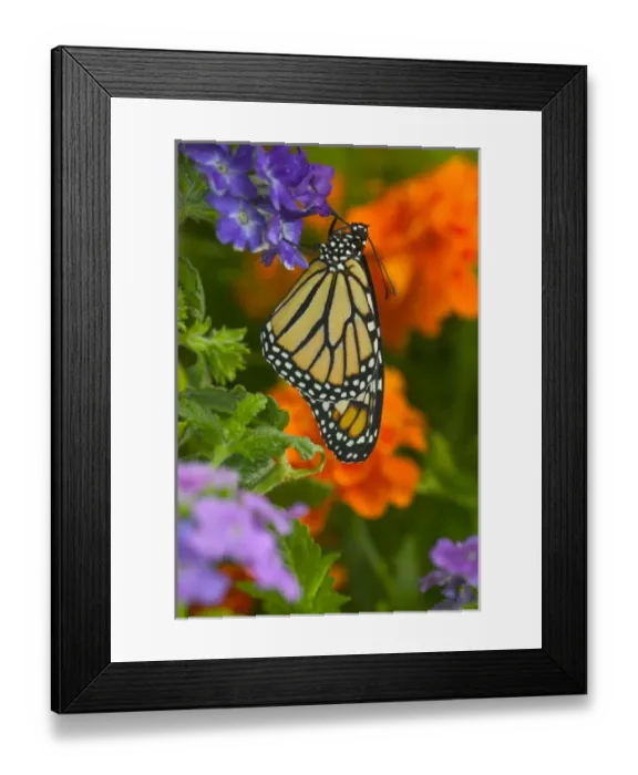 Framed Print : Monarch Butterfly, Danaus plexippus Framed Print : Monarch Butterfly, Danaus plexippus