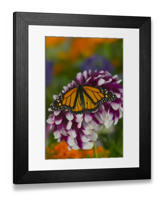 Framed Print : Monarch Butterfly, Danaus plexippus Framed Print : Monarch Butterfly, Danaus plexippus