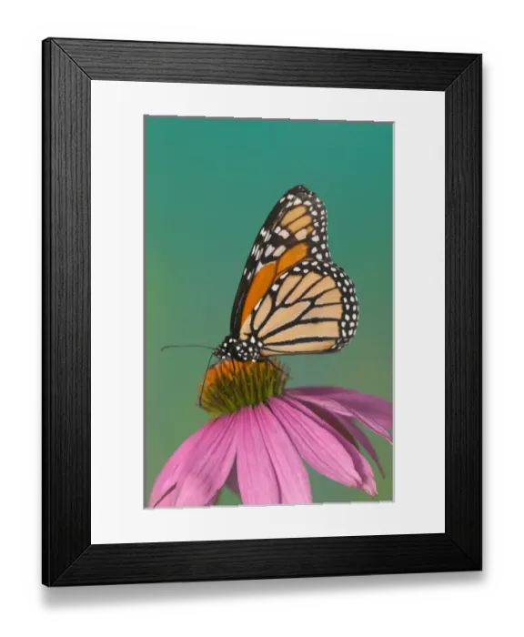 Framed Print : Monarch Butterfly, Danaus plexippus Framed Print : Monarch Butterfly, Danaus plexippus