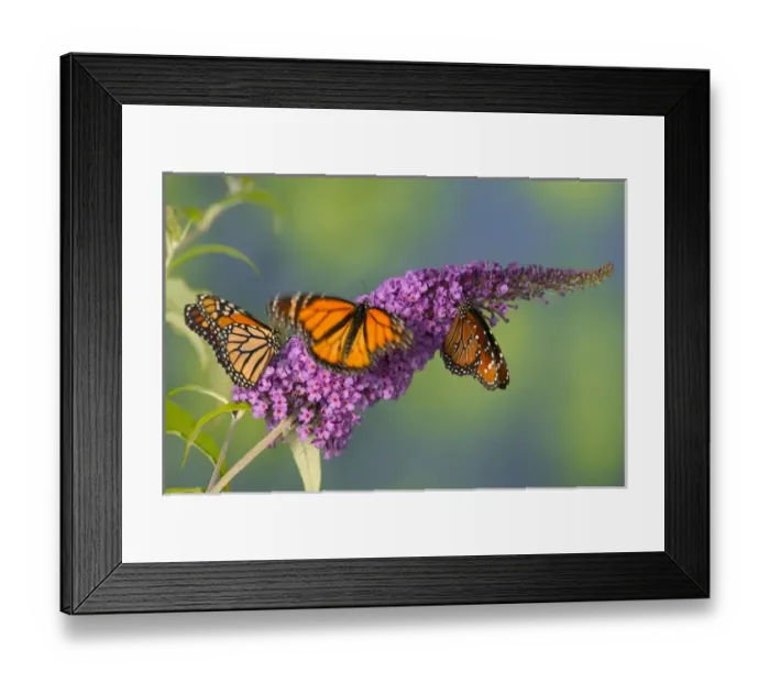Framed Print : Monarch Butterfly, Danaus plexippus