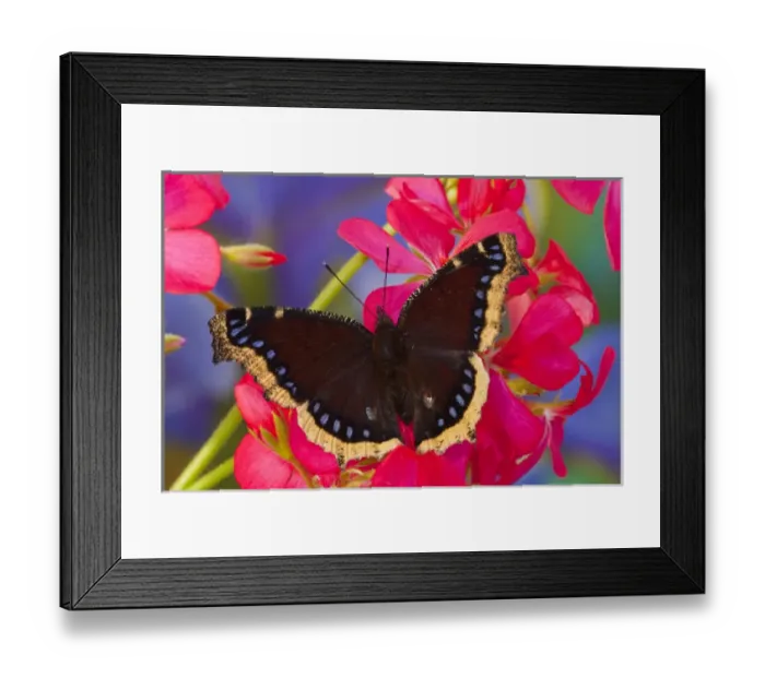 Framed Print : Mourning Cloak Butterfly, Nymphalis vaualbum Framed Print : Mourning Cloak Butterfly, Nymphalis vaualbum