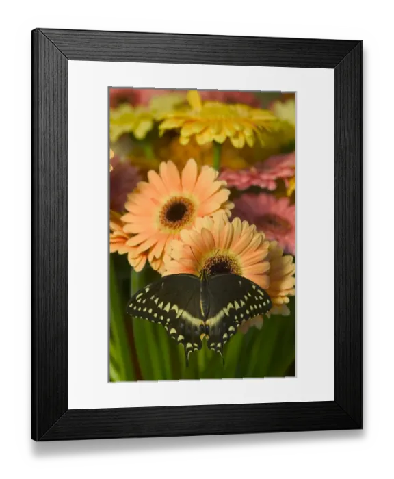 Framed Print : Palmates Swallowtail Butterfly