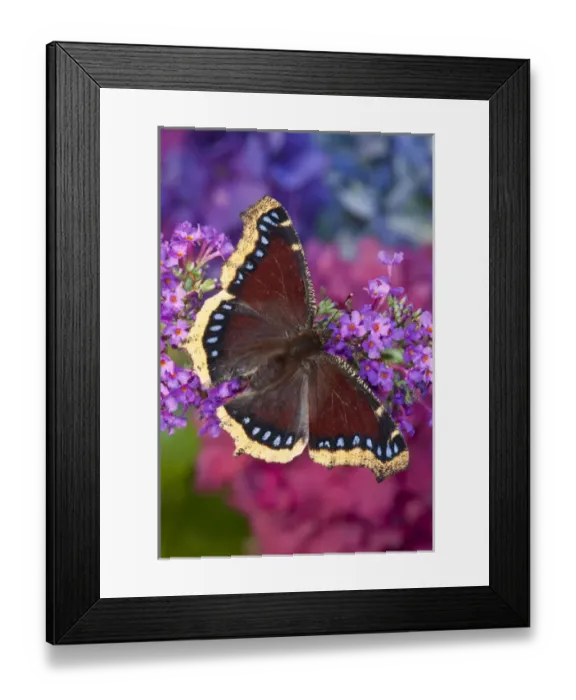Framed Print : Mourning Cloak Butterfly, Nymphalis vaualbum Framed Print : Mourning Cloak Butterfly, Nymphalis vaualbum