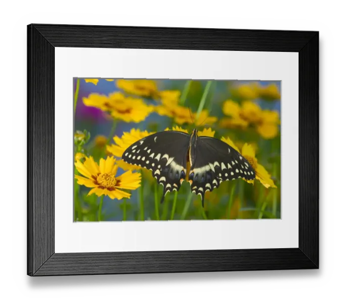 Framed Print : Palmates Swallowtail Butterfly Framed Print : Palmates Swallowtail Butterfly