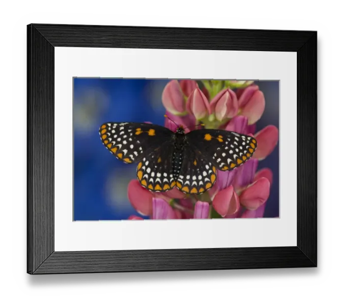 Framed Print : Colorful Baltimore Checkered Spot Butterfly, Euphydryas phaeton Framed Print : Colorful Baltimore Checkered Spot Butterfly, Euphydryas phaeton