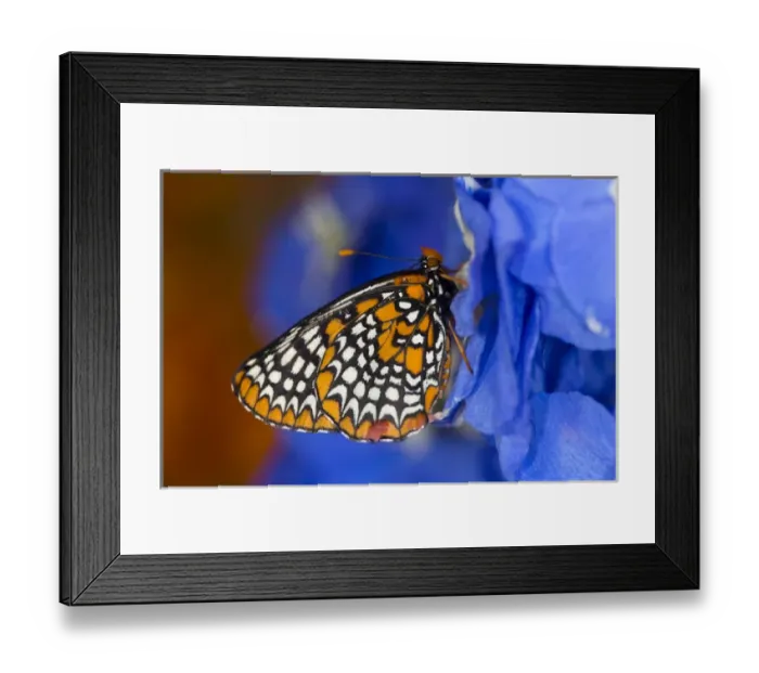 Framed Print : Colorful Baltimore Checkered Spot Butterfly, Euphydryas phaeton Framed Print : Colorful Baltimore Checkered Spot Butterfly, Euphydryas phaeton