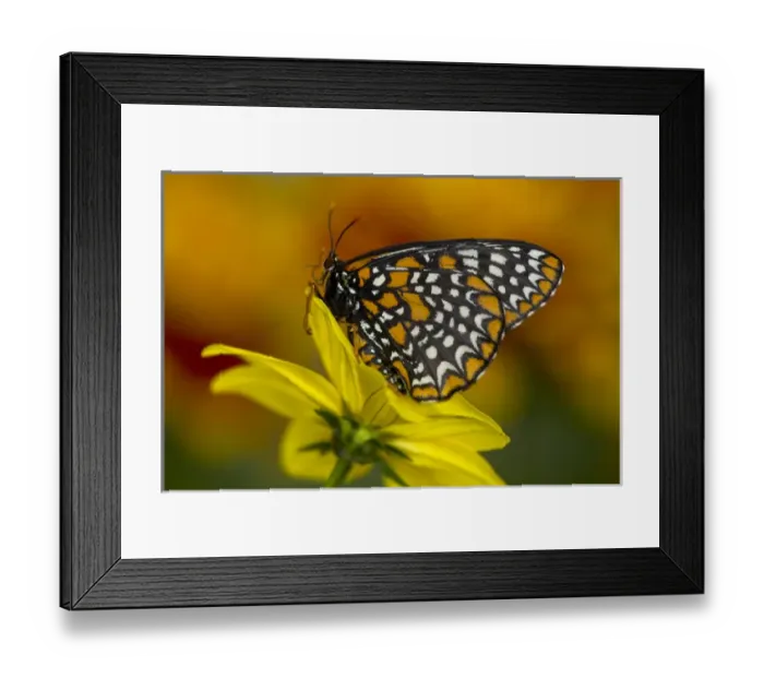 Framed Print : Colorful Baltimore Checkered Spot Butterfly, Euphydryas phaeton Framed Print : Colorful Baltimore Checkered Spot Butterfly, Euphydryas phaeton