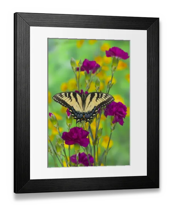 Framed Print : Eastern Tiger Swallowtail Papilio glaucus Framed Print : Eastern Tiger Swallowtail Papilio glaucus