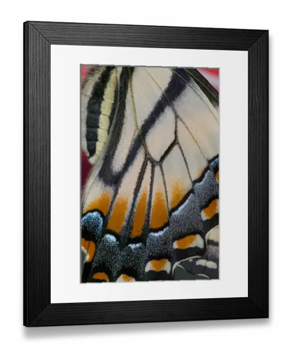 Framed Print : Eastern Tiger Swallowtail Papilio glaucus Framed Print : Eastern Tiger Swallowtail Papilio glaucus