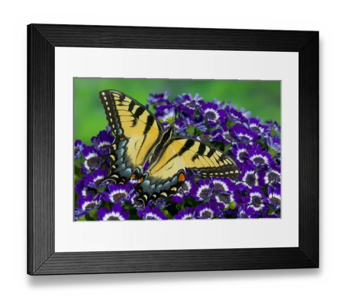 Framed Print : Eastern Tiger Swallowtail Papilio glaucus Framed Print : Eastern Tiger Swallowtail Papilio glaucus