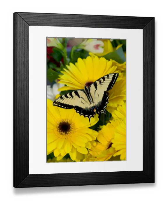 Framed Print : Eastern Tiger Swallowtail Papilio glaucus Framed Print : Eastern Tiger Swallowtail Papilio glaucus