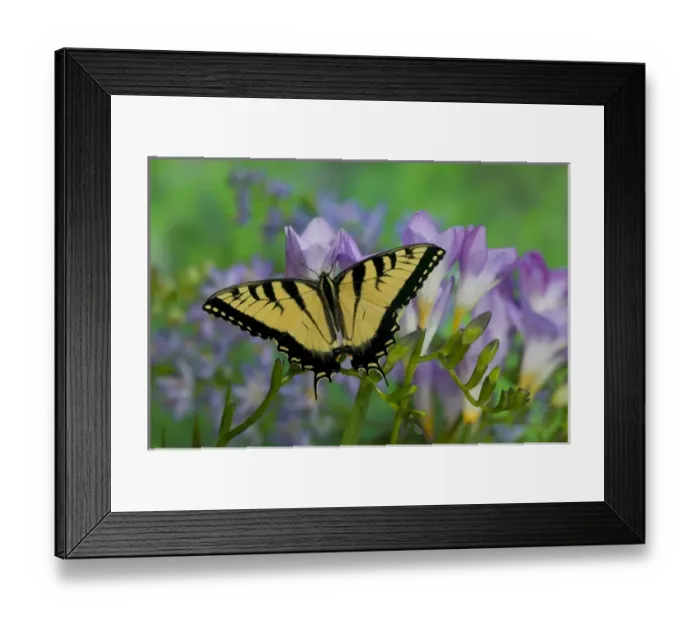 Framed Print : Eastern Tiger Swallowtail Papilio glaucus Framed Print : Eastern Tiger Swallowtail Papilio glaucus