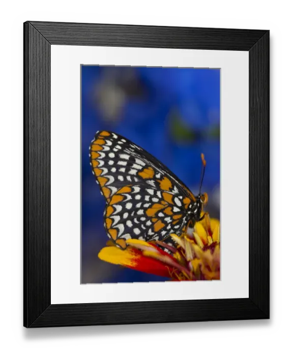 Framed Print : Colorful Baltimore Checkered Spot Butterfly, Euphydryas phaeton Framed Print : Colorful Baltimore Checkered Spot Butterfly, Euphydryas phaeton