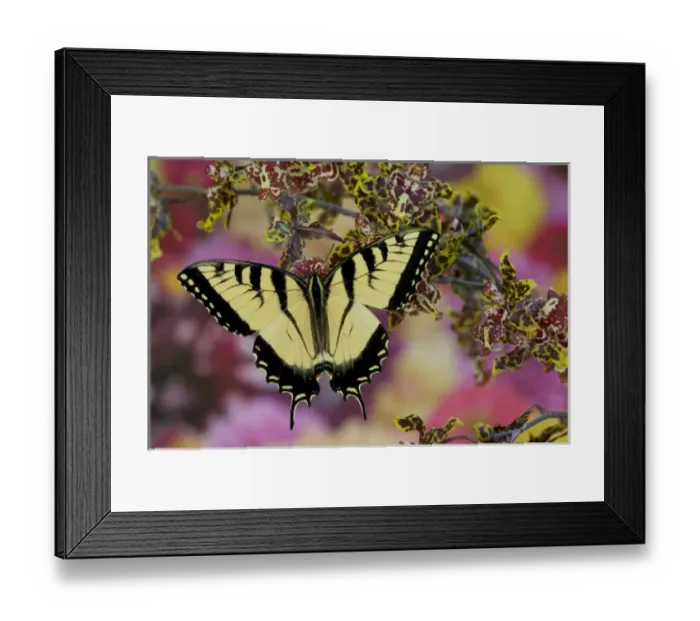 Framed Print : Eastern Tiger Swallowtail Papilio glaucus Framed Print : Eastern Tiger Swallowtail Papilio glaucus