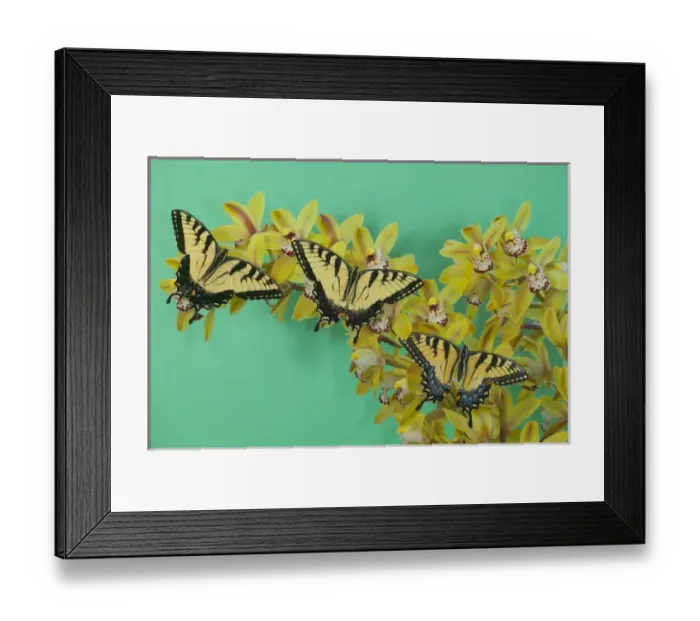 Framed Print : Eastern Tiger Swallowtail Papilio glaucus