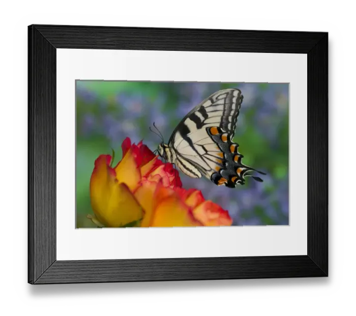 Framed Print : Eastern Tiger Swallowtail Papilio glaucus Framed Print : Eastern Tiger Swallowtail Papilio glaucus