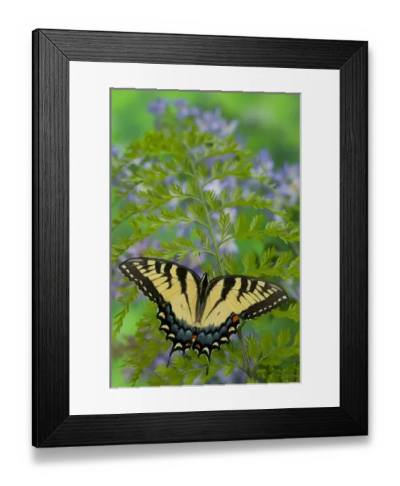 Framed Print : Eastern Tiger Swallowtail Papilio glaucus Framed Print : Eastern Tiger Swallowtail Papilio glaucus
