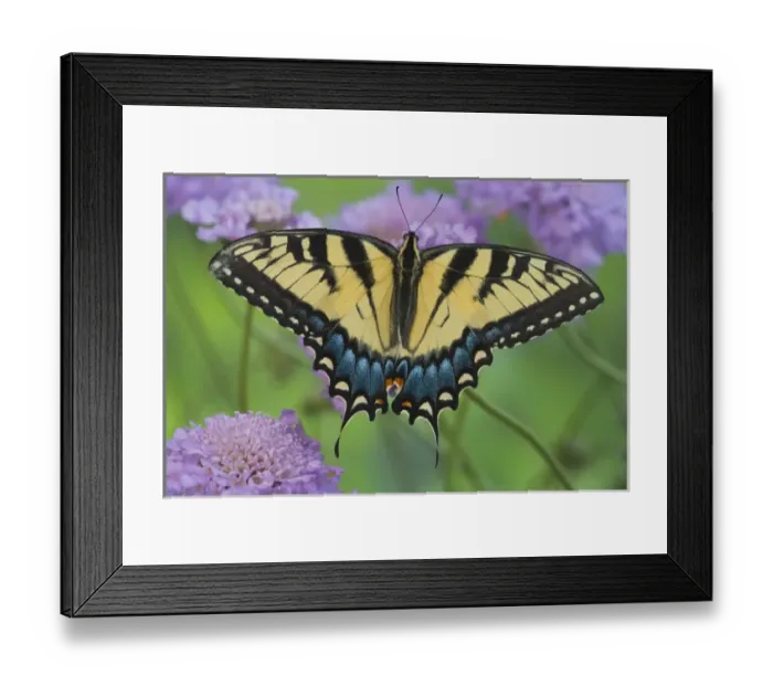 Framed Print : Eastern Tiger Swallowtail Papilio glaucus Framed Print : Eastern Tiger Swallowtail Papilio glaucus