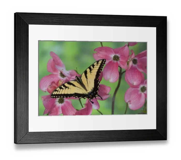 Framed Print : Eastern Tiger Swallowtail Papilio glaucus Framed Print : Eastern Tiger Swallowtail Papilio glaucus