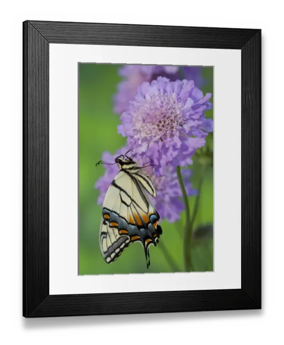 Framed Print : Eastern Tiger Swallowtail Papilio glaucus