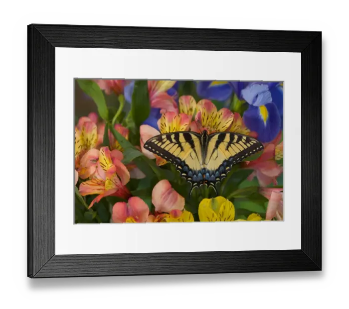 Framed Print : Eastern Tiger Swallowtail Papilio glaucus