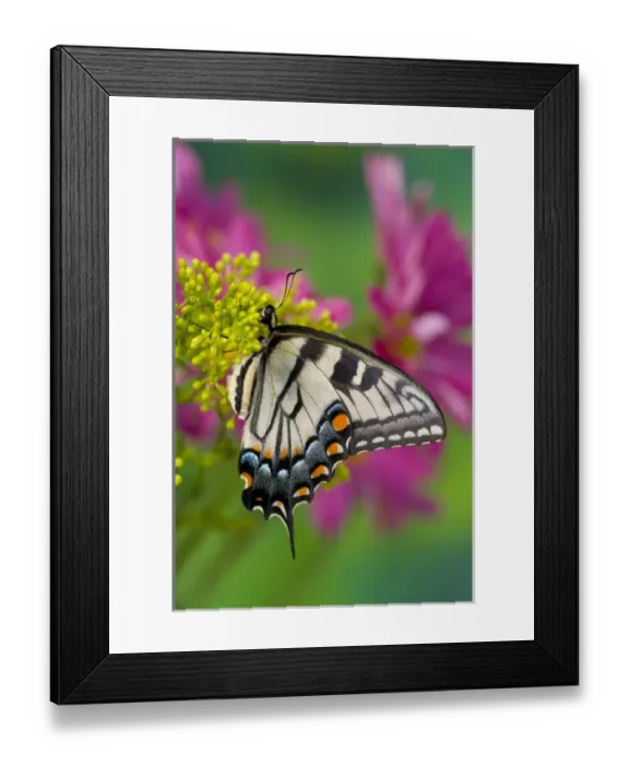 Framed Print : Eastern Tiger Swallowtail Papilio glaucus Framed Print : Eastern Tiger Swallowtail Papilio glaucus
