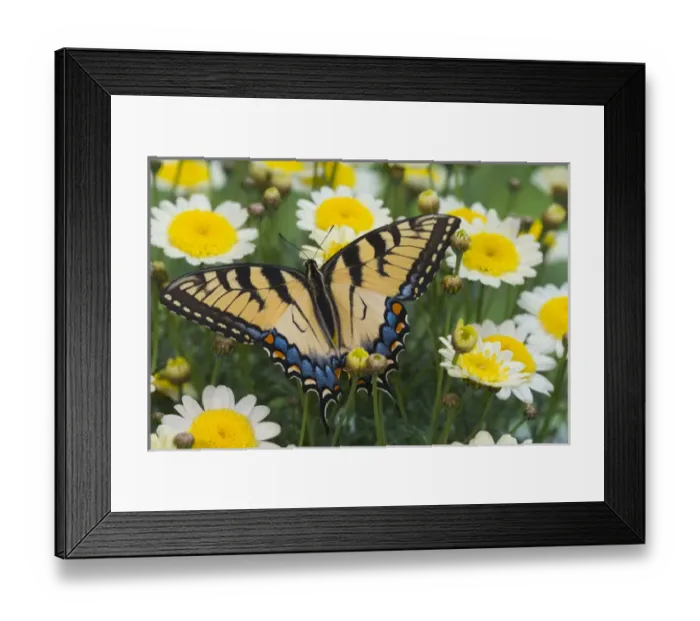 Framed Print : Eastern Tiger Swallowtail Papilio glaucus Framed Print : Eastern Tiger Swallowtail Papilio glaucus
