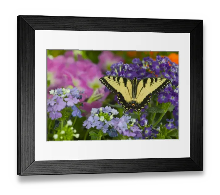 Framed Print : Eastern Tiger Swallowtail Papilio glaucus Framed Print : Eastern Tiger Swallowtail Papilio glaucus