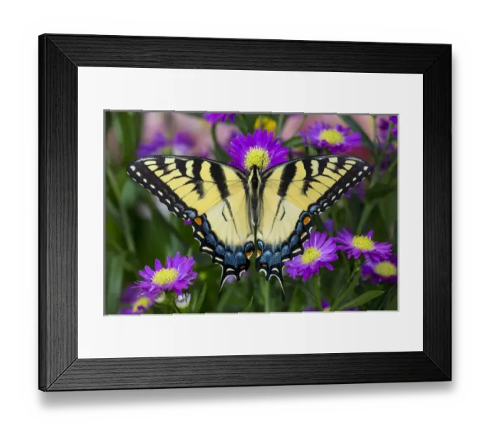 Framed Print : Eastern Tiger Swallowtail Papilio glaucus