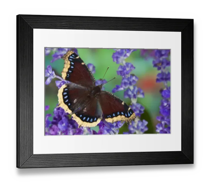 Framed Print : Mourning Cloak Butterfly, Nymphalis vaualbum Framed Print : Mourning Cloak Butterfly, Nymphalis vaualbum