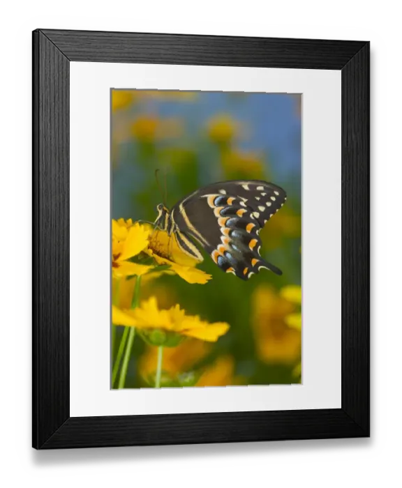 Framed Print : Palmates Swallowtail Butterfly Framed Print : Palmates Swallowtail Butterfly