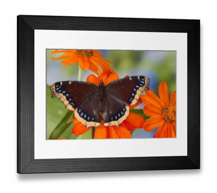 Framed Print : Mourning Cloak Butterfly, Nymphalis vaualbum Framed Print : Mourning Cloak Butterfly, Nymphalis vaualbum