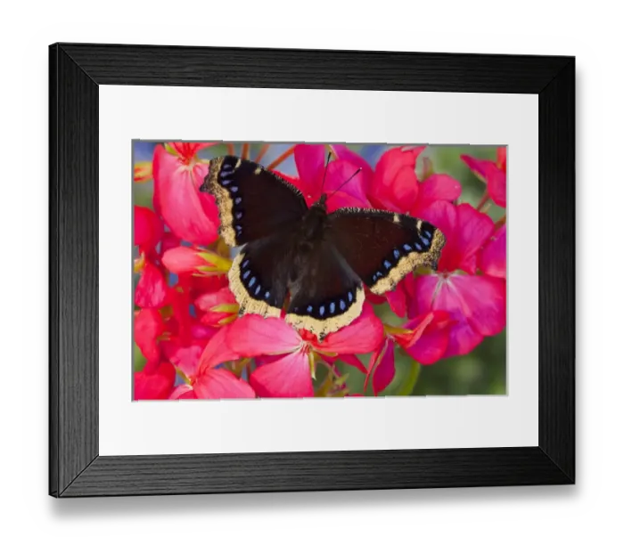 Framed Print : Mourning Cloak Butterfly, Nymphalis vaualbum