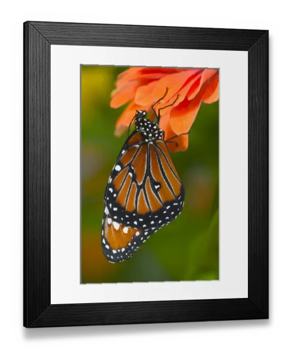 Framed Print : Queen Butterfly, Danaus gilippus Framed Print : Queen Butterfly, Danaus gilippus